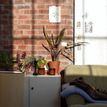 interior of apartment with potted plants on cupboard near sofa